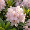 Bloomique - Lot de 2 - Rhododendron Bloombux rose - Voir les images du produit 5