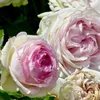Rosa  - Kletternde Rose - Rosa 'Pierre De Ronsard' Produktbild-Vorschau 1