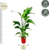 Strelitzia Nicolai Paradiesvogelblume Zimmerpflanze 70 90cm Produktbild-Vorschau 2
