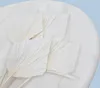 Palmenspeer Getrocknete - (Palm Spear) - Gebleicht Produktbild-Vorschau 3