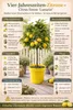 Vier-Jahreszeiten-Zitrone 80–100 cm – Citrus limon Produktbild-Vorschau 2