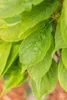 Prunus serrulata 'Amanogawa', Japanische Säulenkirsche, Produktbild-Vorschau 12