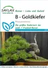 SAFLAX - Goldkiefer - Pinus ponderosa - 20 Samen Produktbild-Vorschau 7