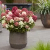 Green boutiQ - Plante de jardin - Hydrangea panniculata Voir les images du produit 6