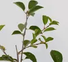 Prunus 'Porthos'® Einzigartiger Kirschstrauch, 3 Liter Topf Produktbild-Vorschau 5