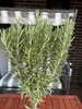 Rosmarin Mini-Stamm - Rosmarinus officinalis Stämmchen - Produktbild-Vorschau 2