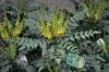 Mahonia x media 'Charity' - Mahoń 60-80 cm - Pojemnik Podgląd zdjęcia produktu 2