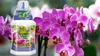 Orchideendünger 0,25 l - Hochwertig - Nährstoffreich - Für Produktbild-Vorschau 4