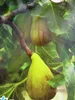 Feige Dalmatie - Ficus carica Dalmatie - 40-60cm Produktbild-Vorschau 1