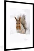 MuchoWow® MuchoWow® Gerahmtes Poster Eichhörnchen - Tier - Produktbild-Vorschau 1