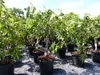 Feigenbaum - hell UND dunkel - in 1 Topf, Obstbaum, Produktbild-Vorschau 3