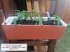 Samozavlažovací nádoba Plastia Berberis - šedomodrá + bílá Náhled obrázku produktu 11