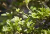 Poncirus trifoliata, Bitterorange, 60–80 cm Produktbild-Vorschau 3