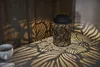 LED Solardekolaterne 'Leafy' Produktbild-Vorschau 2