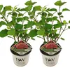 Bloomique - 2er-Set - Hydrangea Pink Annabelle - Hortensie Produktbild-Vorschau 1