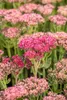 Sedum telephium 'Herbstfreude', Fetthenne, rosa Blüten, ca. Produktbild-Vorschau 9