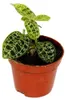 Juwelorchidee - Macodes petola Emerald - Mini-Erdorchidee Produktbild-Vorschau 1