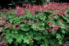 Geranium macrorrhizum 'Czakor' | 12 pièces - 10-25cm - Ø9cm Voir les images du produit 5