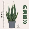 Aloe vera - Set de 2 - Aloe barbadensis - Hauteur 25-40cm - Voir les images du produit 2