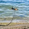 A dog swimming in clear water with a leash attached. Produktbild-Vorschau