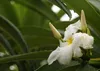 SAFLAX - Madagascar - Palme - Pachypodium lamerei - 10 Produktbild-Vorschau 4