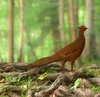 Edelrost tuinaccessoire: Fasan (fazant) Productafbeelding-voorbeeld 2