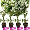 Sada 4 kusov jazmínu - Jasminum officinale - výška 30 cm - Náhľad obrázku produktu 1