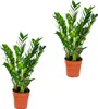 Bloomique - Lot de 2 - Zamioculcas Zamiifolia - Zamioculcas Voir les images du produit 1