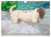 Lagotto Romagnolo, Sonderausgabe (Wandkalender 2027, DIN Produktbild-Vorschau 15