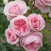 Rosa  - Kordes Parfuma® Rose - Rosa 'Kiss Me Kate'® Náhľad obrázku produktu 2