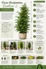Birkenfeige Ficus Benjamina Exotica, 130–150 cm – Grande Voir les images du produit 2