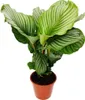 XXL rastlina v tieni so vzh?adom zebry - Calathea orbifolia Náhľad obrázku produktu 2