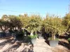 Drzewo granatu Sunny Tree XXL, Punica Granatum, 240 cm, Podgląd zdjęcia produktu 1