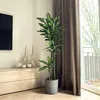 Dragonnier - Dracaena fragrans 'Cintho' - Hauteur 140-150cm Voir les images du produit 4