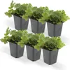 Waldsteinia ternata | 6 Stücke - 10-25cm - Ø9cm - Produktbild-Vorschau 9