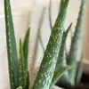 Aloe vera - Set de 2 - Aloe barbadensis - Hauteur 25-40cm - Voir les images du produit 3