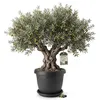 BigDean 62cm Blumentopf mit Untersetzer rund Anthrazit - Produktbild-Vorschau 1