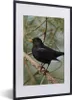 MuchoWow® Gerahmtes Poster Vogel - Amsel - Zweige - Tiere Produktbild-Vorschau 1