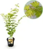 Japanischer Ahorn Acer palmatum 'Jordan' Gelb Ø19cm 70cm Produktbild-Vorschau 1