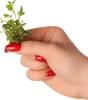 Eco Plant Lobelia Cardinalis 'mini' - In-vitro-Pflanze 2 Produktbild-Vorschau 9