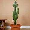Bloomique - Euphorbia Acrurensis - Euphorbe - Cactus cowboy Voir les images du produit 2