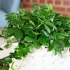 Zimmerwein 'Smit Verona Vein' - pflegeleichte Produktbild-Vorschau 5