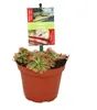 Sonnentau - Drosera alicae - 9cm Topf Produktbild-Vorschau 1