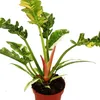 Filodendron "Ring of Fire" - niezwykly przyjaciel drzew - Podgląd zdjęcia produktu 5