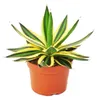 Agave lophanta quadricolor – vierfarbig – 12-cm-Topf – Produktbild-Vorschau 1