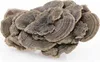 Mycomedica Coriolus 50 % 90 kapslí Náhled obrázku produktu 3