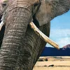 Elefant Bettwäsche Digitaldruck ESPiCO Sleep and Dream 135 Produktbild-Vorschau 6