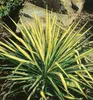 Palmlilie ´COLOUR GUARD´ 20-30 cm, Cont. 2,5 l Produktbild-Vorschau 6
