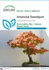 SAFLAX - Americká Sweetgum - Liquidamber styraciflua - 100 Náhled obrázku produktu 1