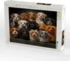 CALVENDO Puzzle Viele kleine Hunde auf einem Bild | 1000 Produktbild-Vorschau 2